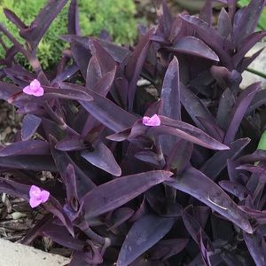 6 Purple Heart - live 3-4 inch cuttings  - purple Moses in a Cradle